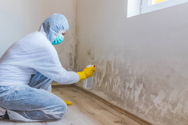 Licensed Black Mold Removal service in Mechanicsburg, PA - WQB Mold Removal