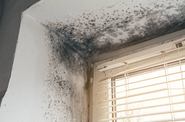 Affordable Black Mold Removal solutions in Mechanicsburg, PA